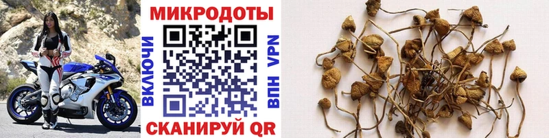 наркотики  OMG ONION  Псилоцибиновые грибы Psilocybine cubensis  Холмск 